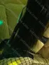 Анкета шлюхи Соня, возраст 30 лет, брюнетка, размер груди третий, район Восточный, цена 2500 руб 1 час, Фото 1, заказ по тел. +7 908 472-64-01, №14981