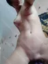 Анкета шлюхи Кассандра, возраст 22 года, размер груди второй, метро Котельники, цена 15000 руб 1 час, Фото 2, заказ по тел. +7 927 779-19-00, №25644
